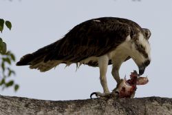 Osprey by Jack Nevitt 